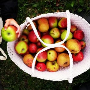 streuobstwiese-apfel
