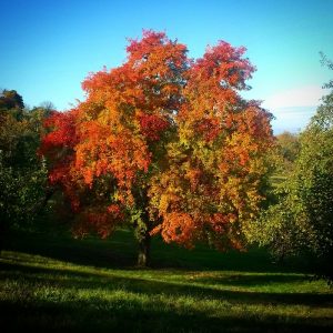 streuobstwiese-apfelbaum