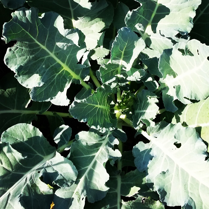 Gartenarbeit verschenken