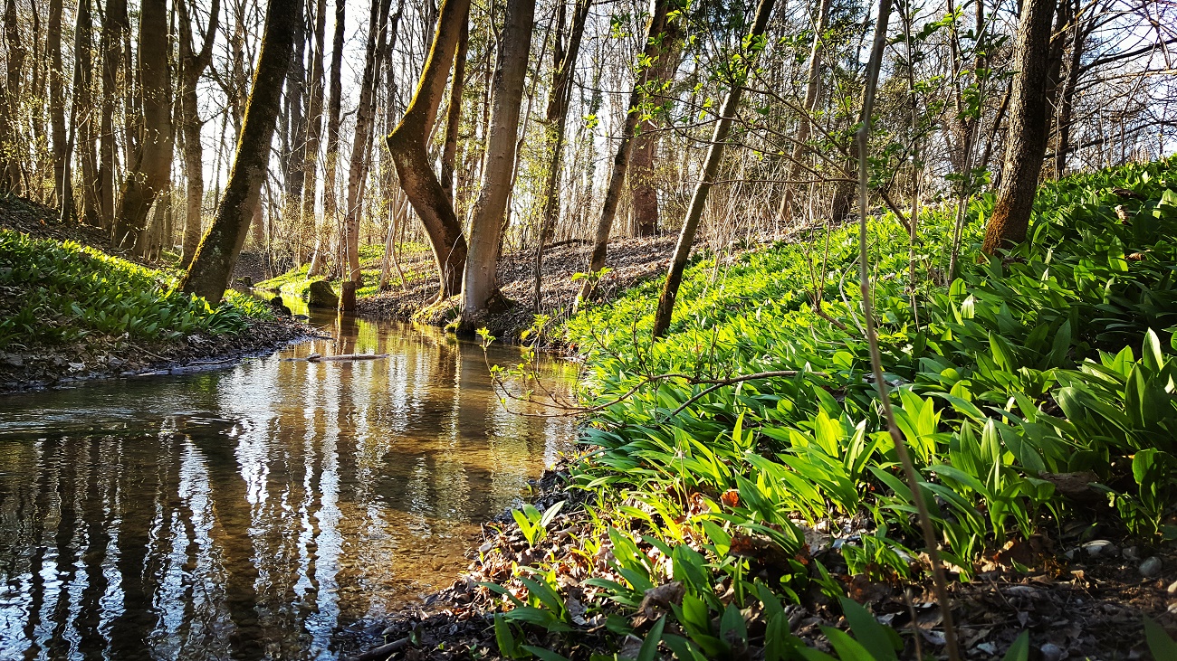 Bärlauchsalz einfach selbermachen