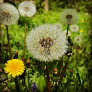 Pusteblumen-Wunder