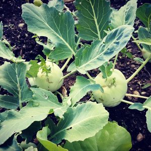 Sommer in Untergiesing Rosengarten Kohlrabi