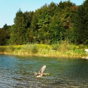 Sommer in Untergiesing Isar Ente