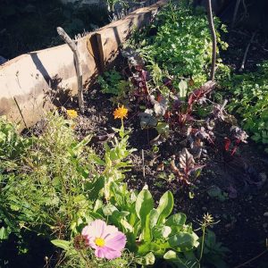 Familienbaum- Hochbeete und Urban Gardening