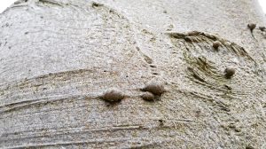 Baumperlen und Hexeneier auf Buchenrinde