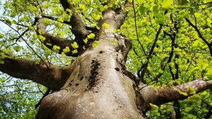 Baumperlen und Hexeneier am Baum