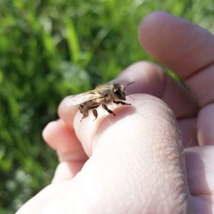 Insektenhotel-Biene auf Hand