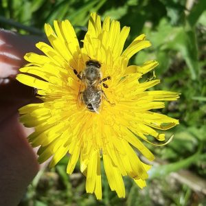 Insektenhotel-Biene auf Löwenzahn