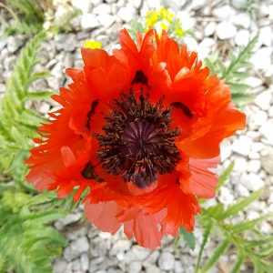 Insektenhotel-Mohnblume