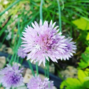 Insektenhotel-Schnittlauchblüte