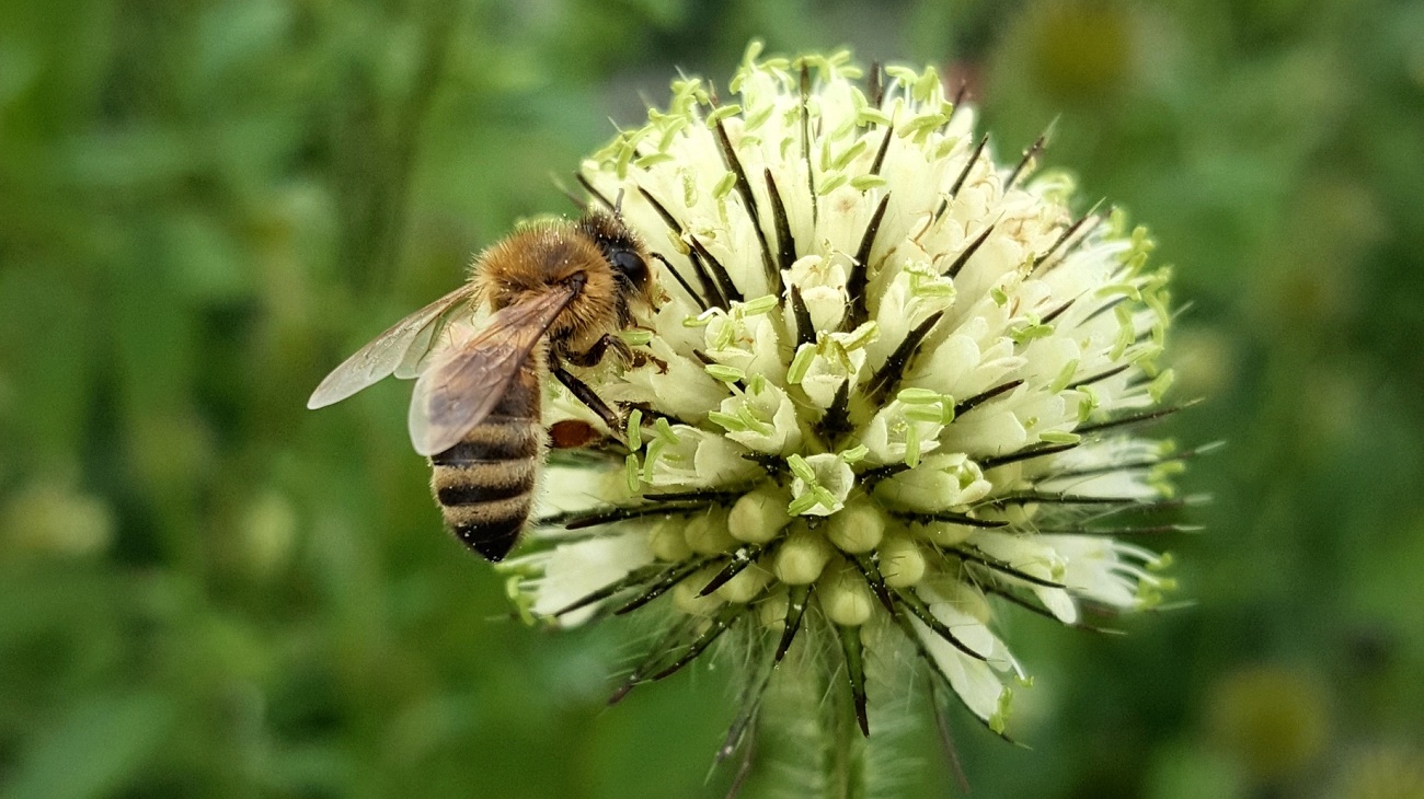 Bienen und Insekten schützen. Einfache Tipps gegen das Insektensterben.