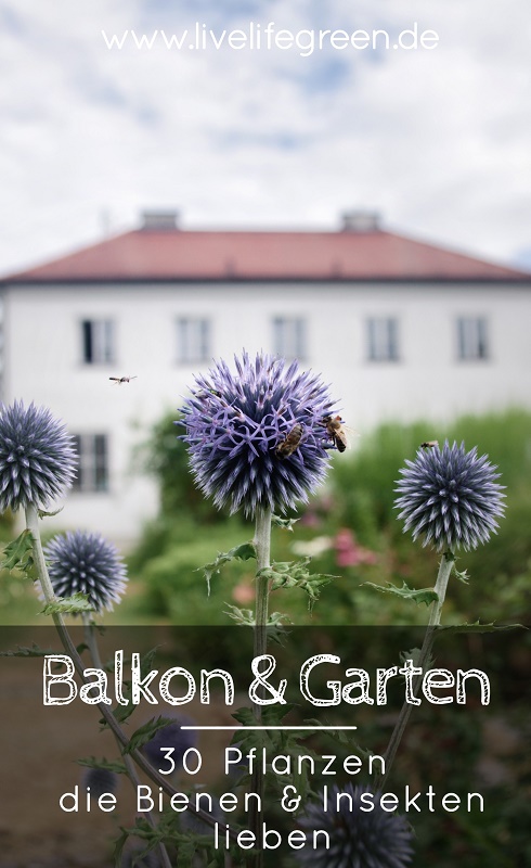 Insektenfreundliche Pflanzen für Balkon und Garten, die Bienen lieben