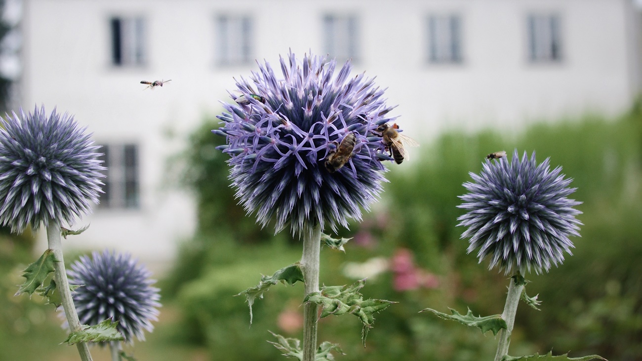 Insektenfreundliche Pflanzen für Balkon und Garten.