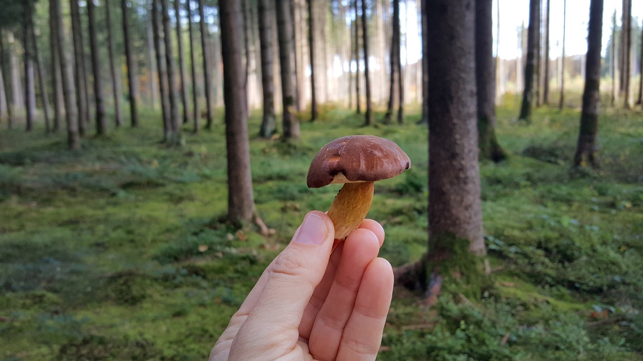 Saisonkalender für den Herbst. Essen und einkaufen, was gerade wächst