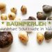 Baumperlen und Hexeneier sammeln im Wald